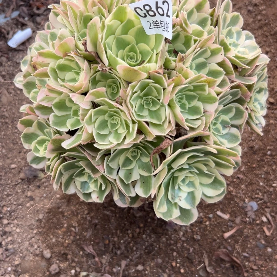 862多肉  女巫 不包断头
