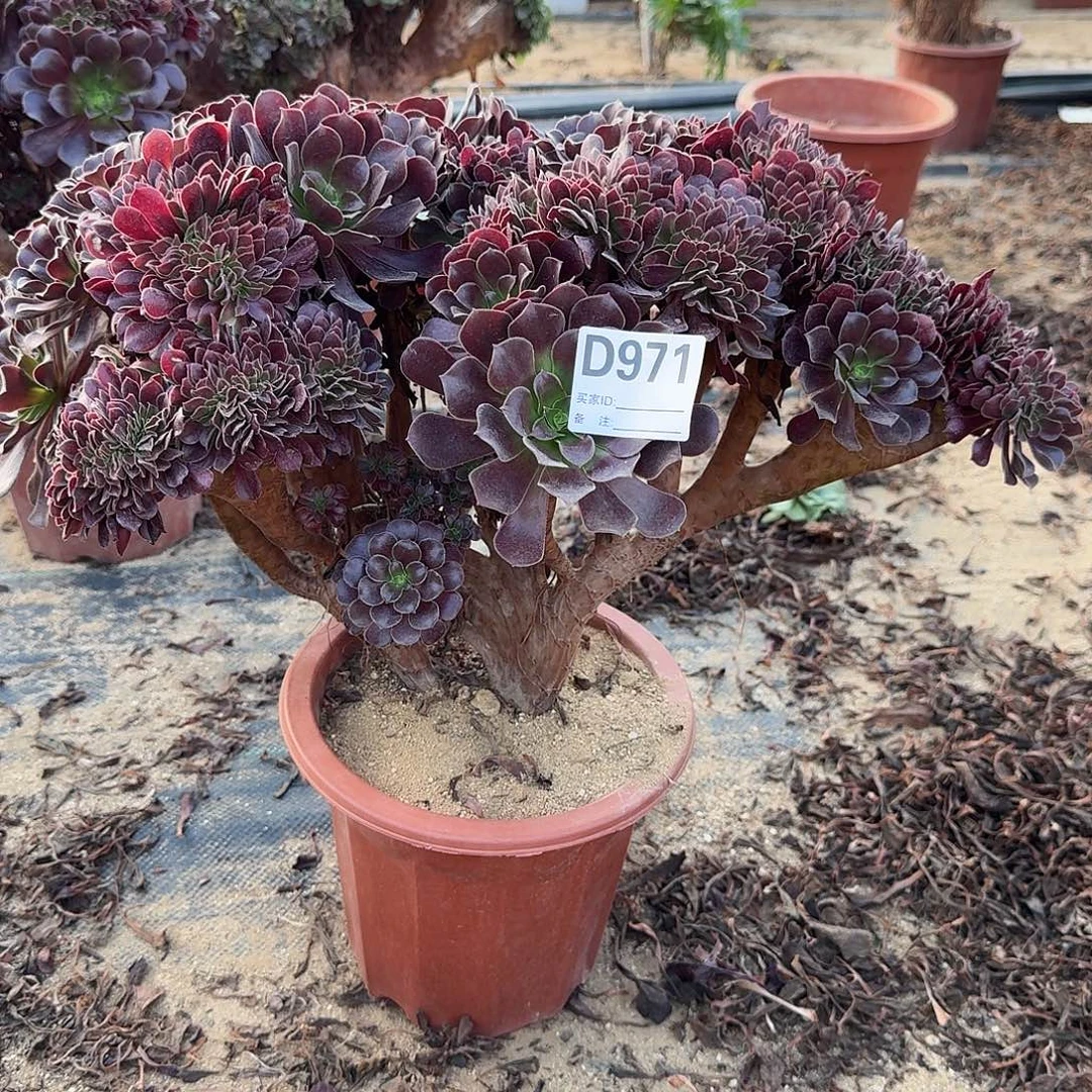 971欧紫朵朵一颗呀呀