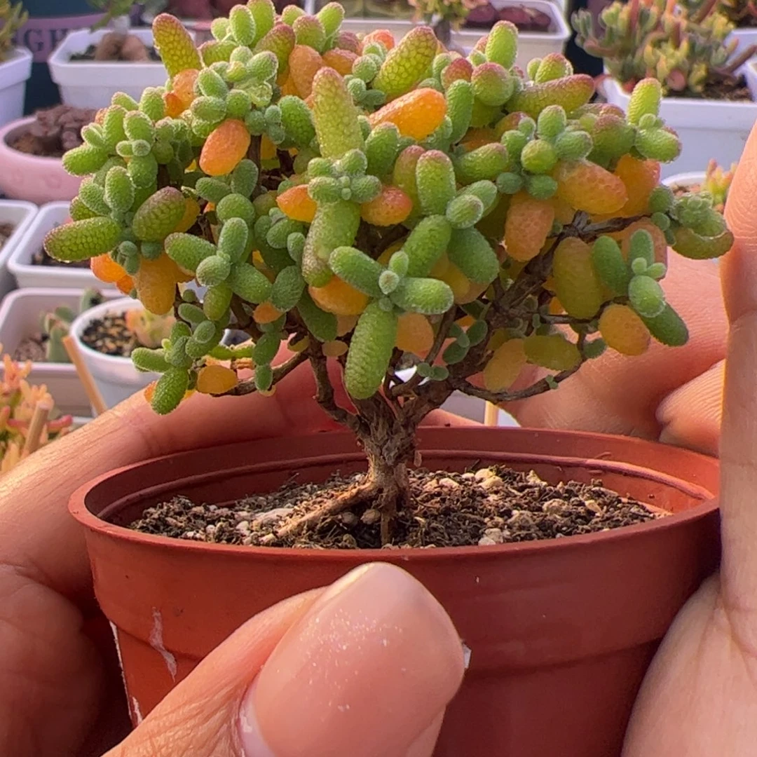 开播福利多肉植物枝干金桔