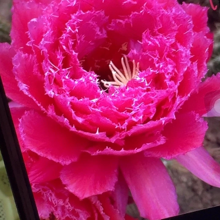 708 侧芽5公分毛花柱