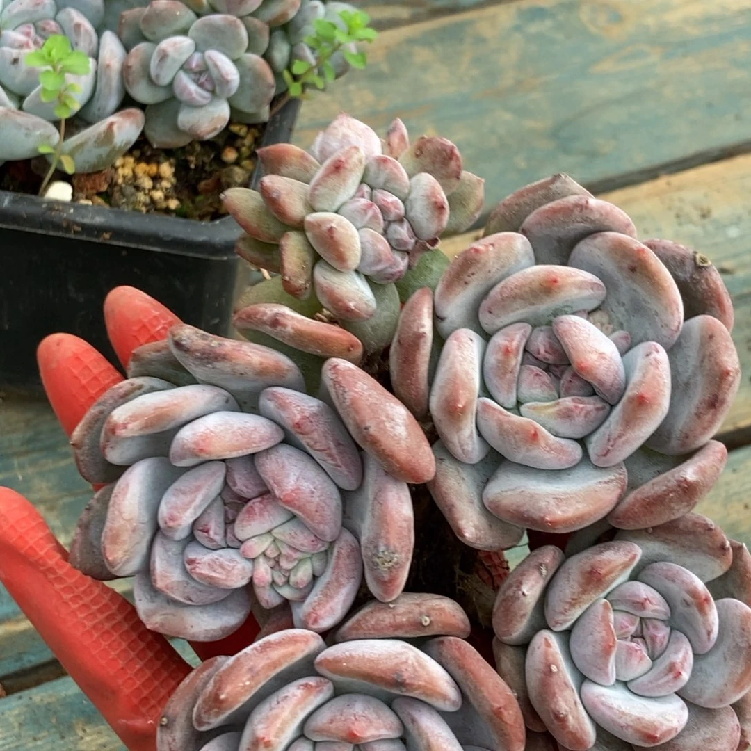 21-103 紫皮石榴籽一物一拍