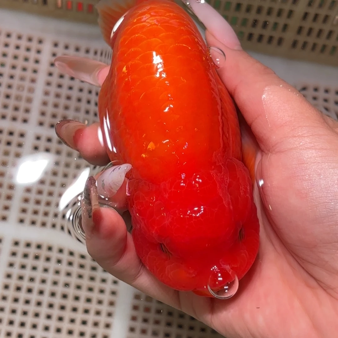 谢***e金鱼拍包装包邮，不拍包装运费到付