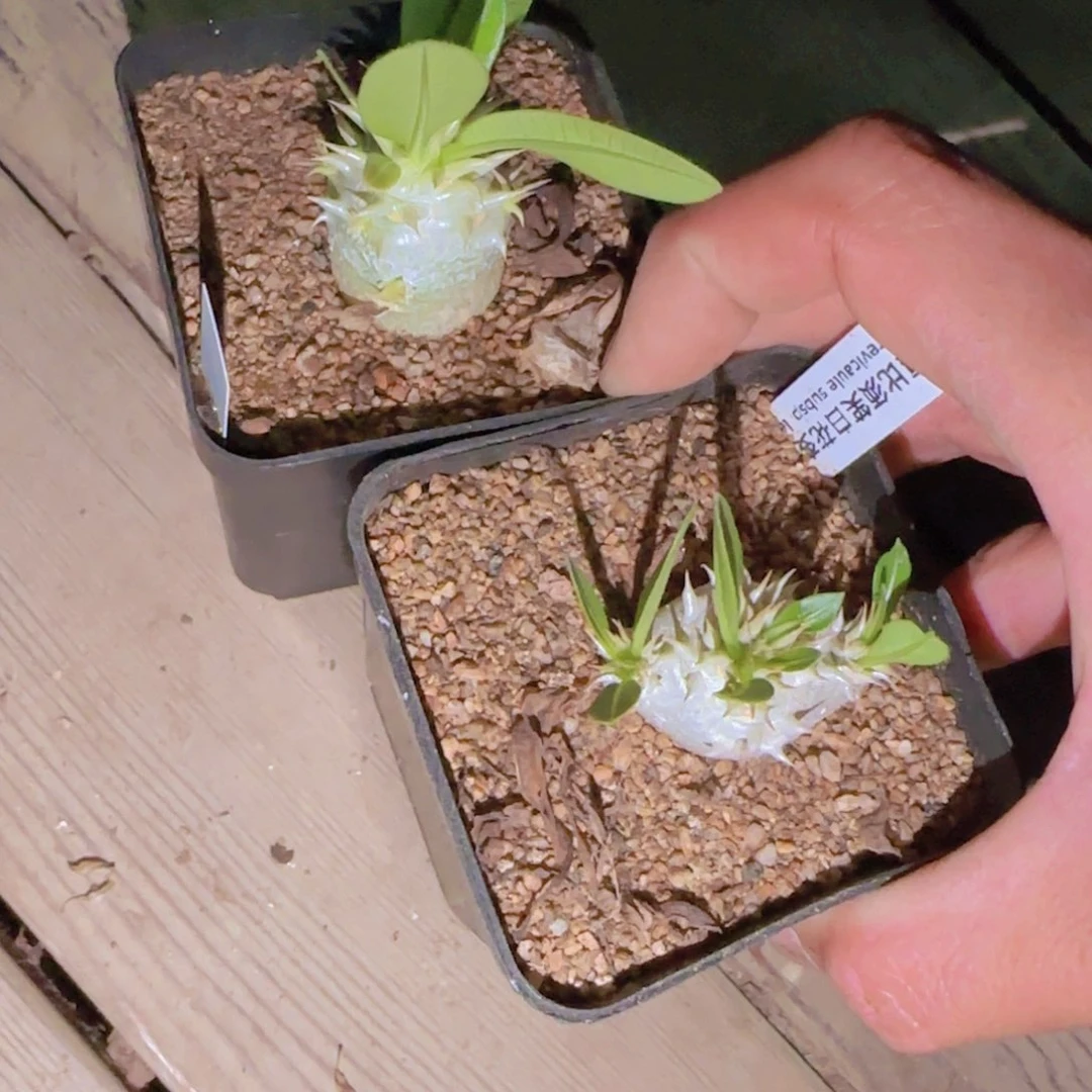 吼*君块根植物块根植物块根