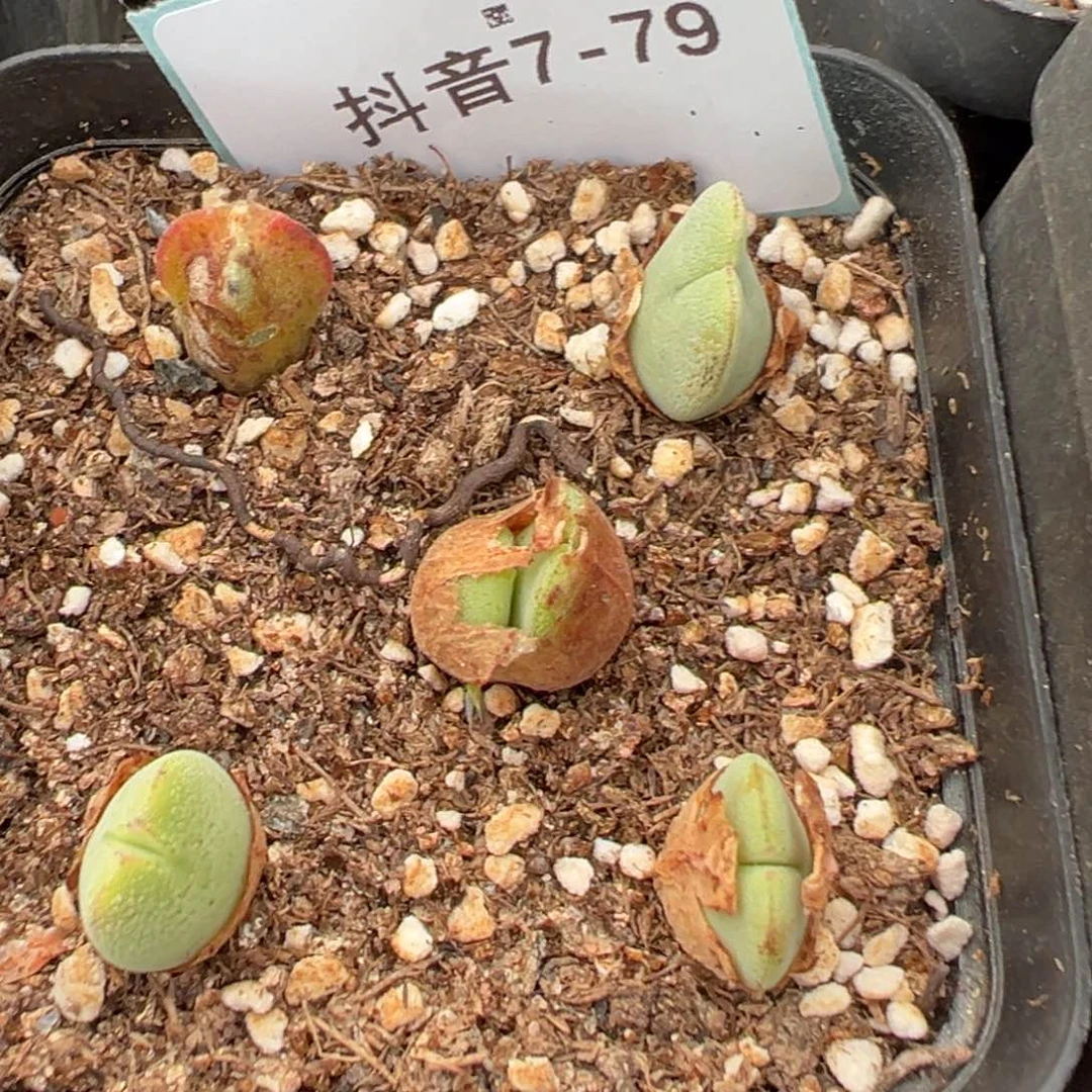 7-79毛将多肉植物，