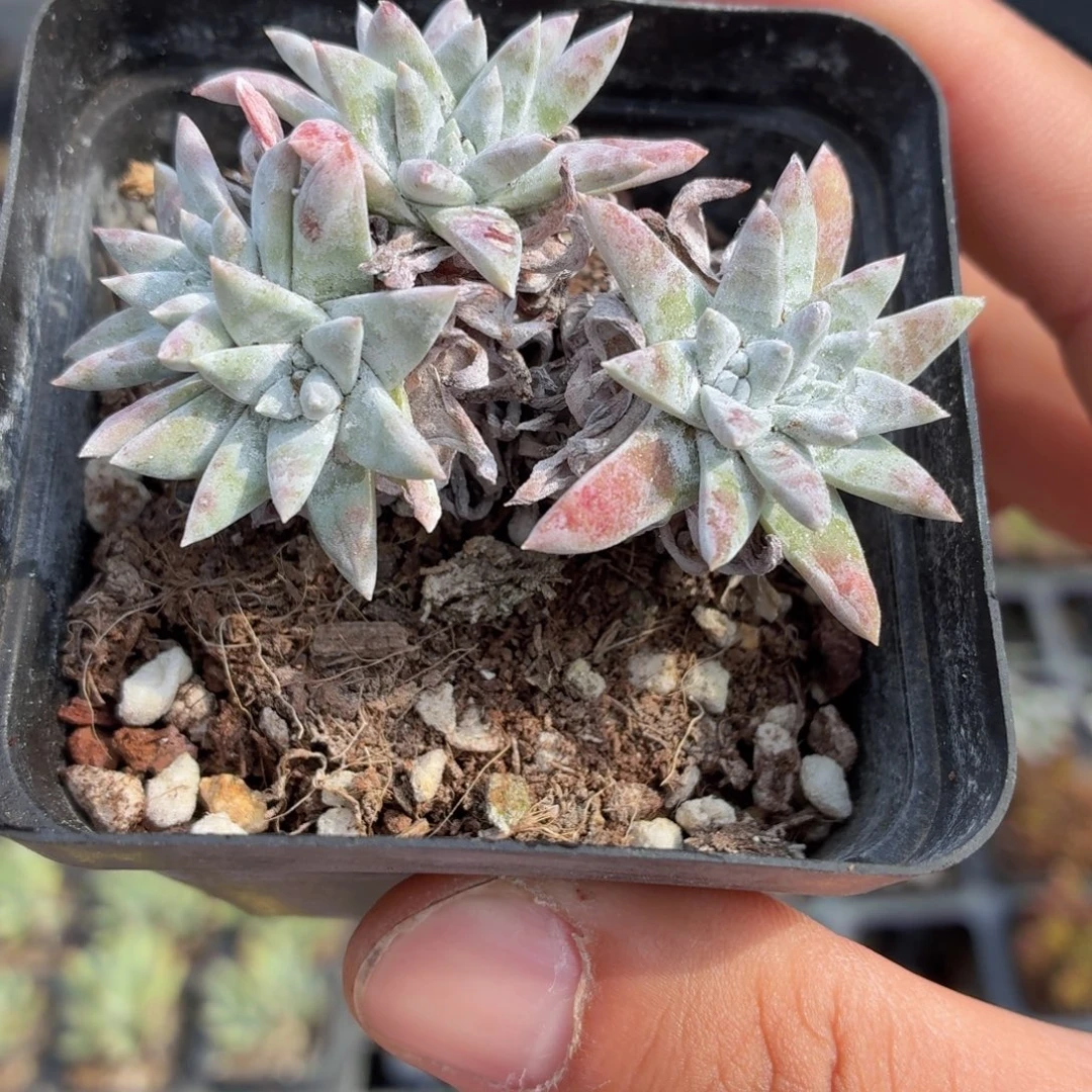 白菊多肉9.9包邮发货