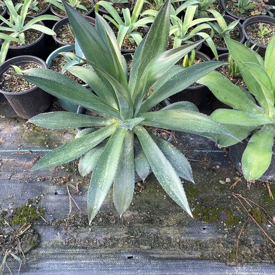 張***师无花朵龙舌兰绿色植物