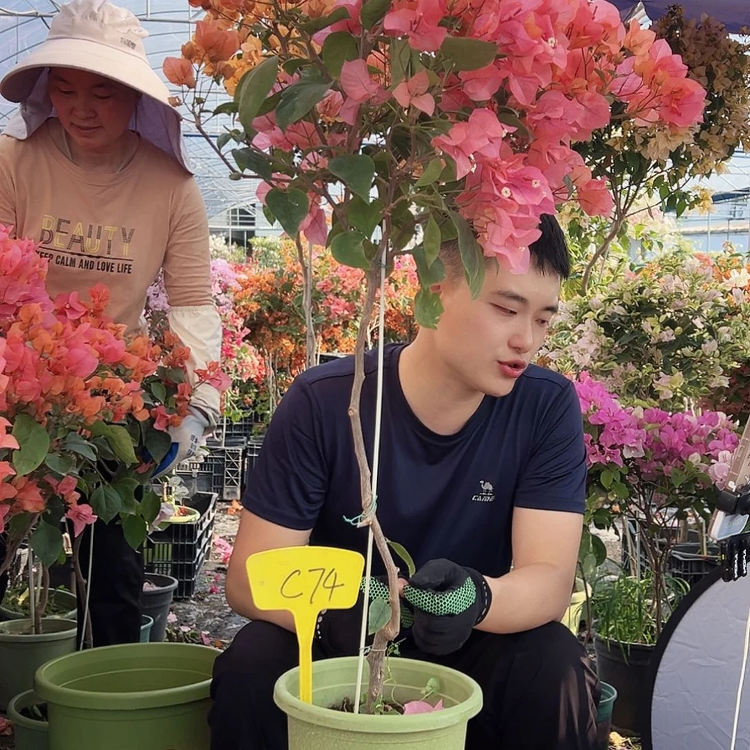 小***妹大部分花苞少量开放C74波妹