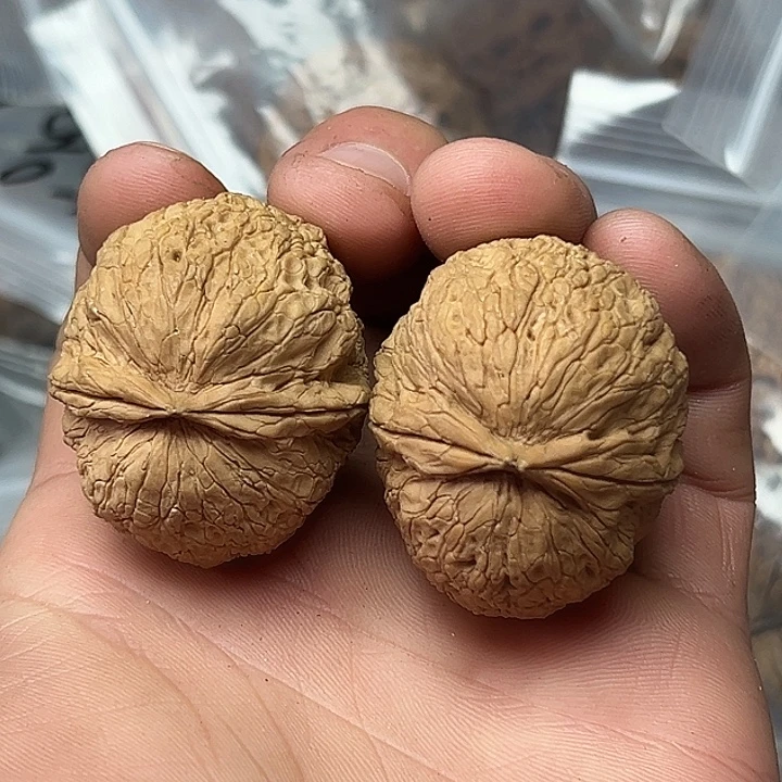 核桃26号龙鳞纹元宝40尺