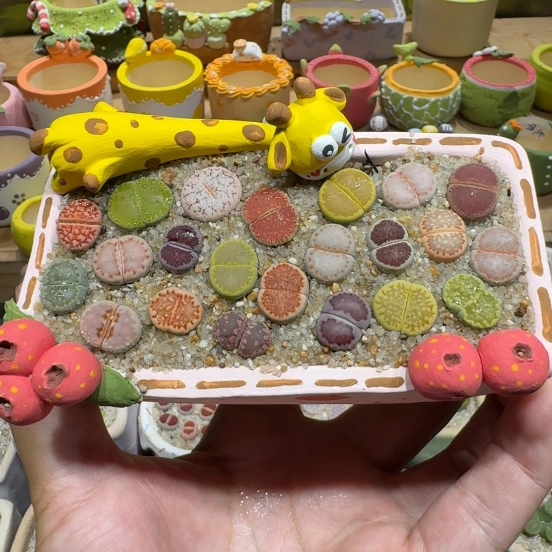 喵***嘻蘑菇1040花花花花花花
