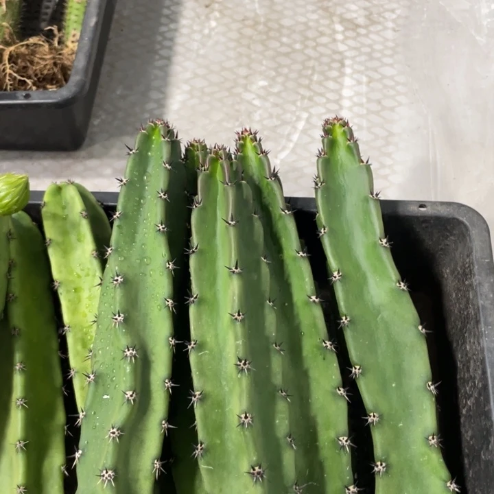 黑刺袖铺实生一代侧芽