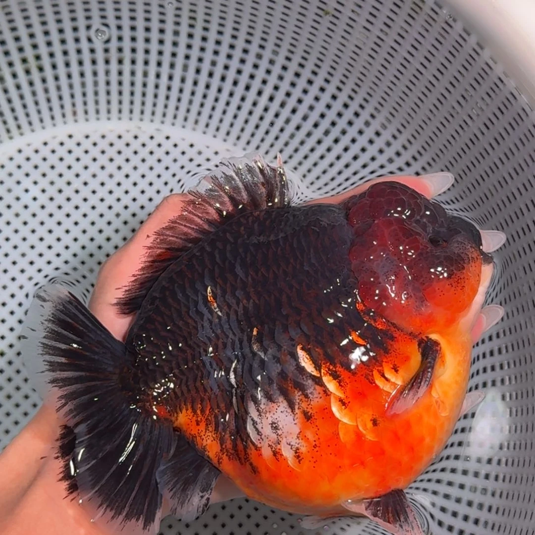 金鱼类不分公母18