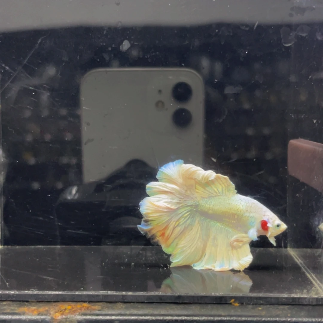 海水鱼哈啊哈哈个558