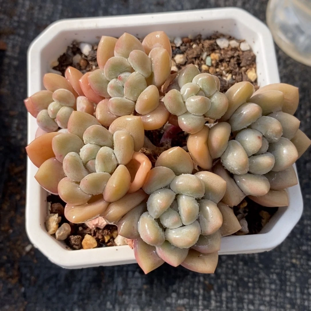 自助下单一物一拍多肉，下滑有惊喜