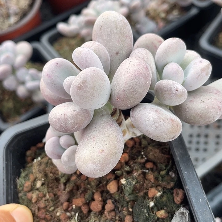 鸡蛋奶群随机发满18包邮