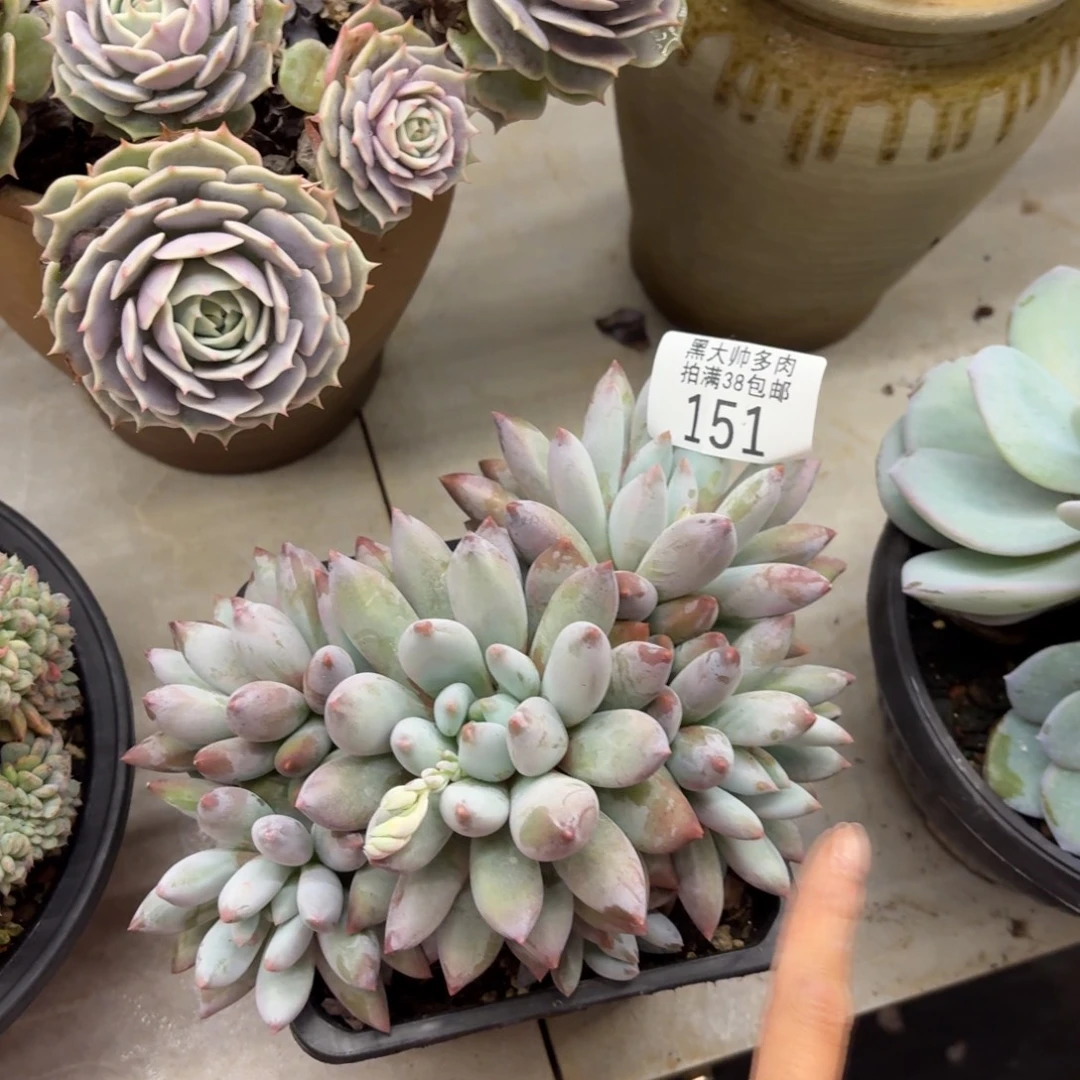 6***6黑大帅多肉151所罗门