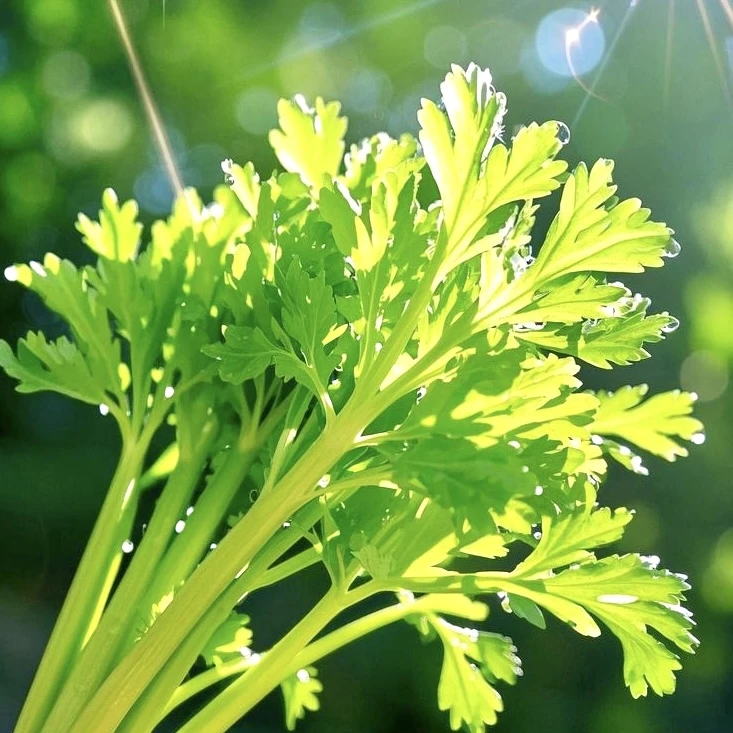 自家种植·放心芹菜·北京平谷产地·宝宝孕妇放心吃包顺丰·皇后西芹