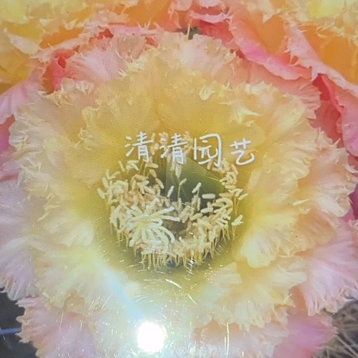 清清黄白菜根仙人球瑕疵有干皮