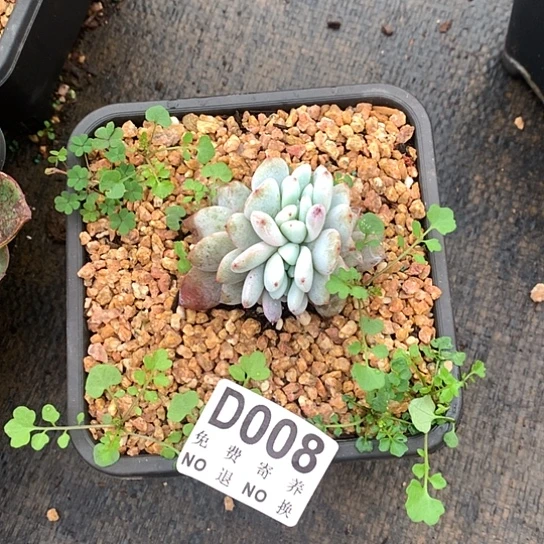 嫦娥缀化008 亏本处理退款拉黑7-8天发货