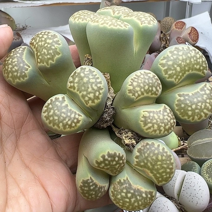 4580福来玉8头福利清