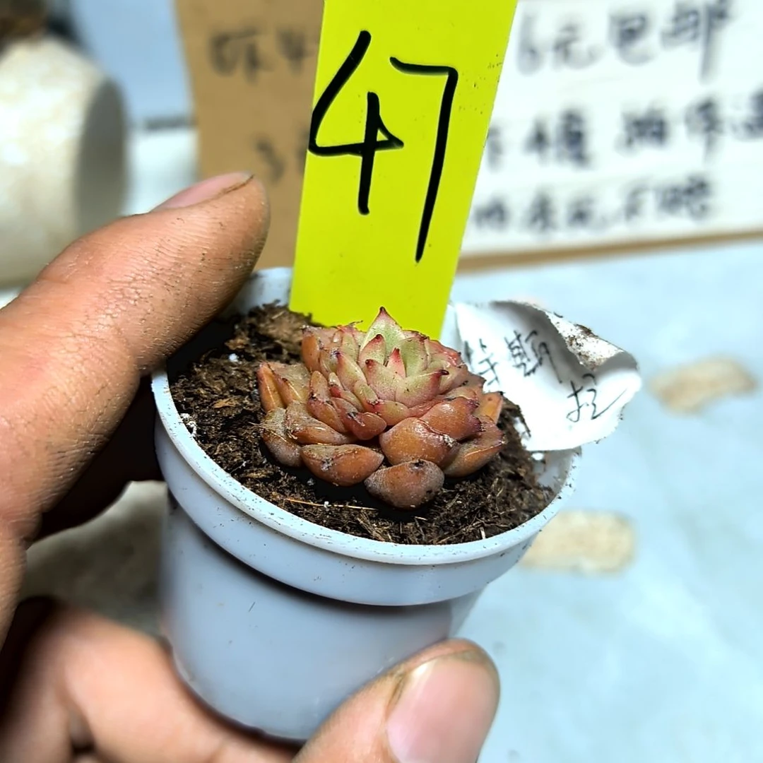 满6元包邮，#47麦秆俩颗拇指盆小小小