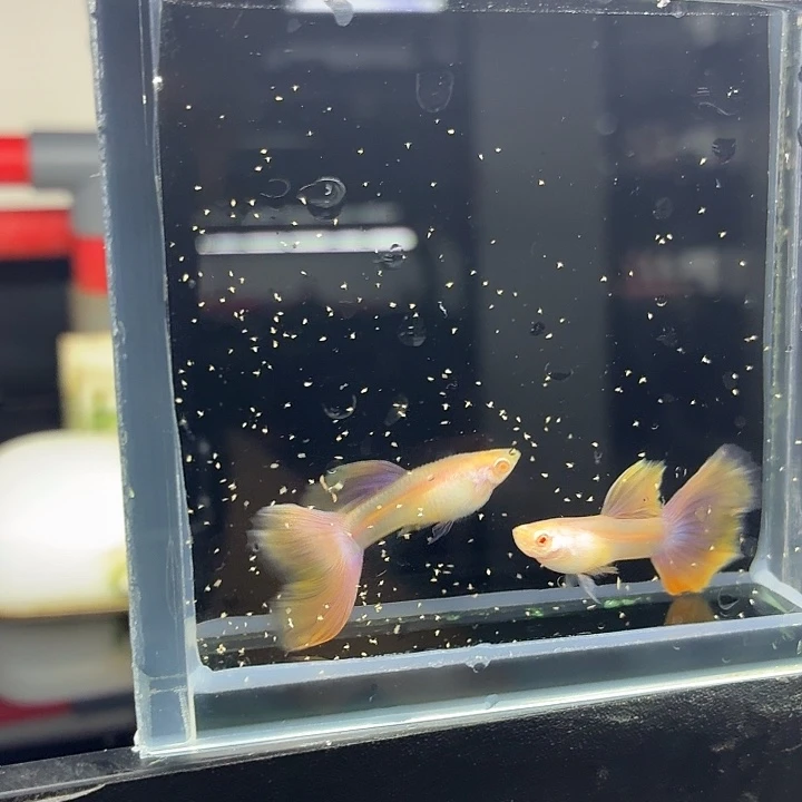 孔雀鱼幻彩马卡龙滋味一对