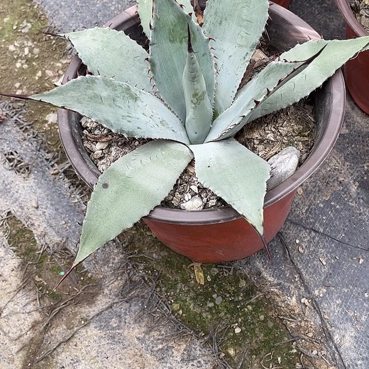 无花朵虚空韦非尔德