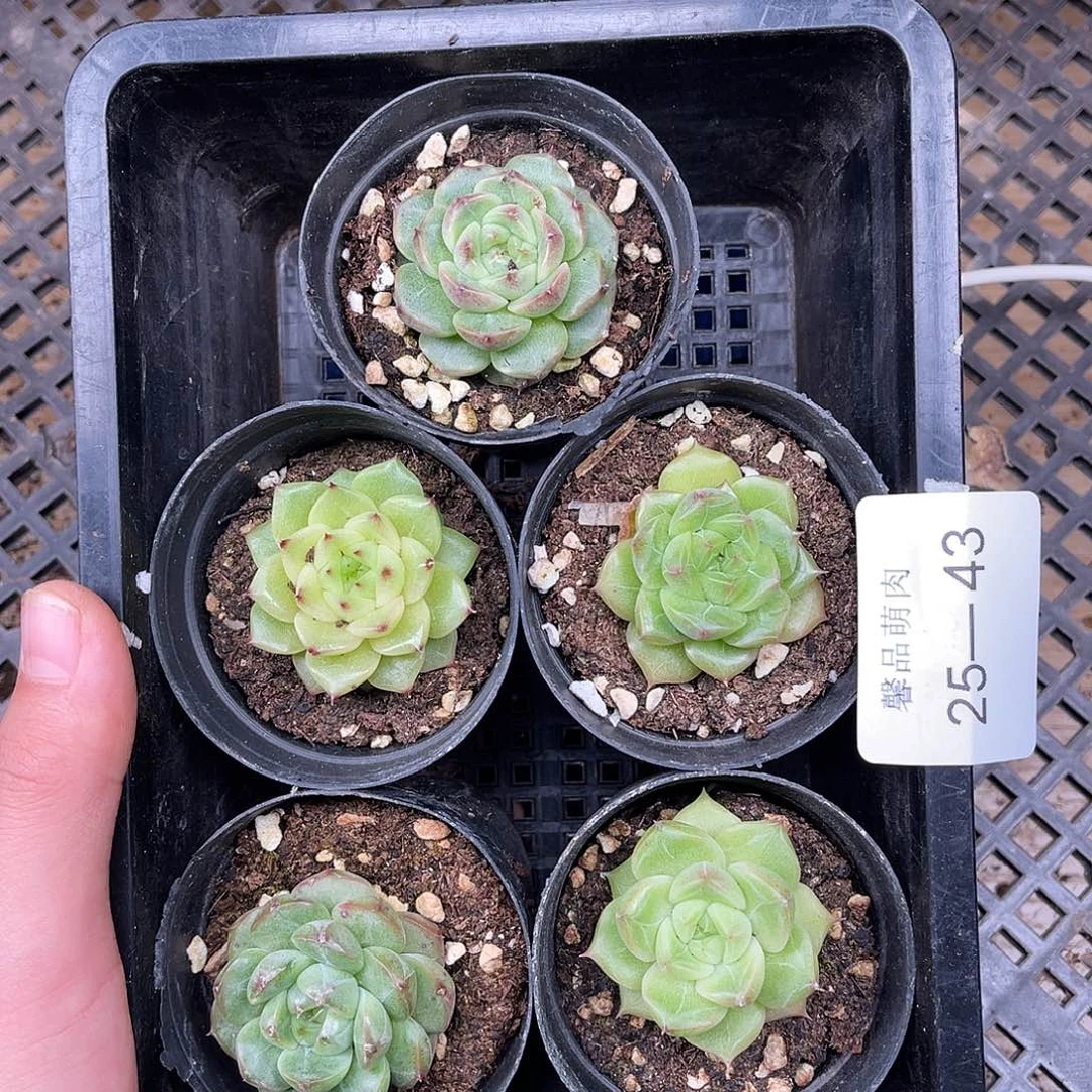 多肉一物一拍25-43