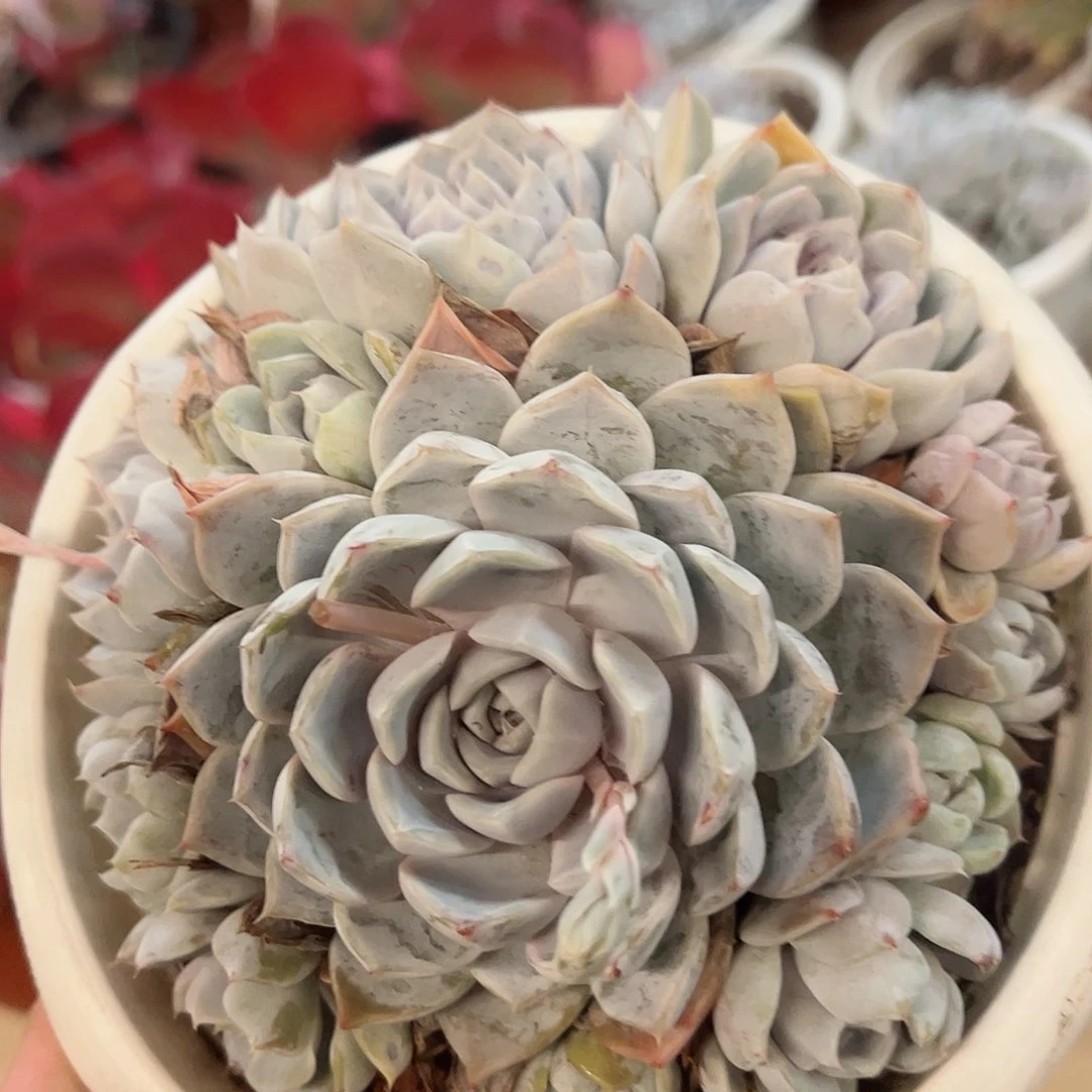 雪兔单头带仔大盆