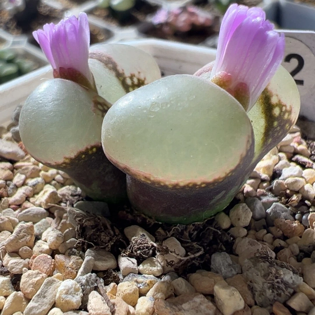 紫体白透窗 厚窗 好看12