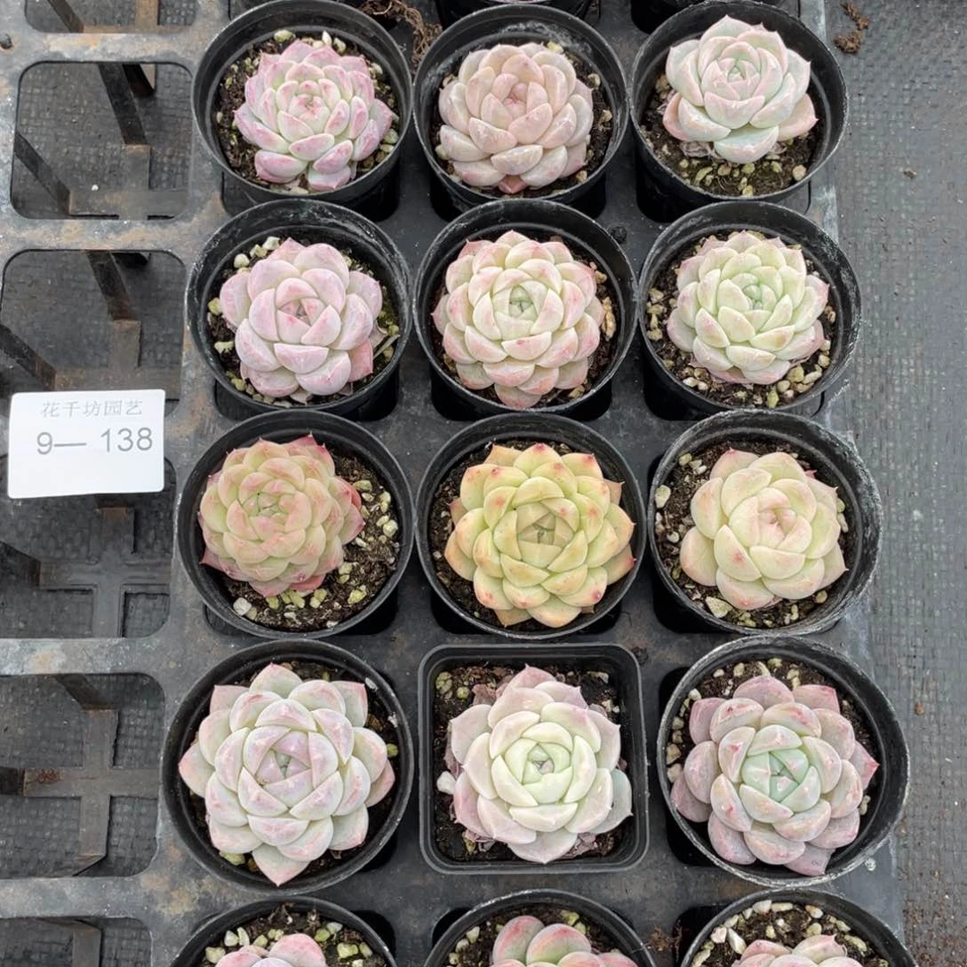 一物一拍18棵9-138