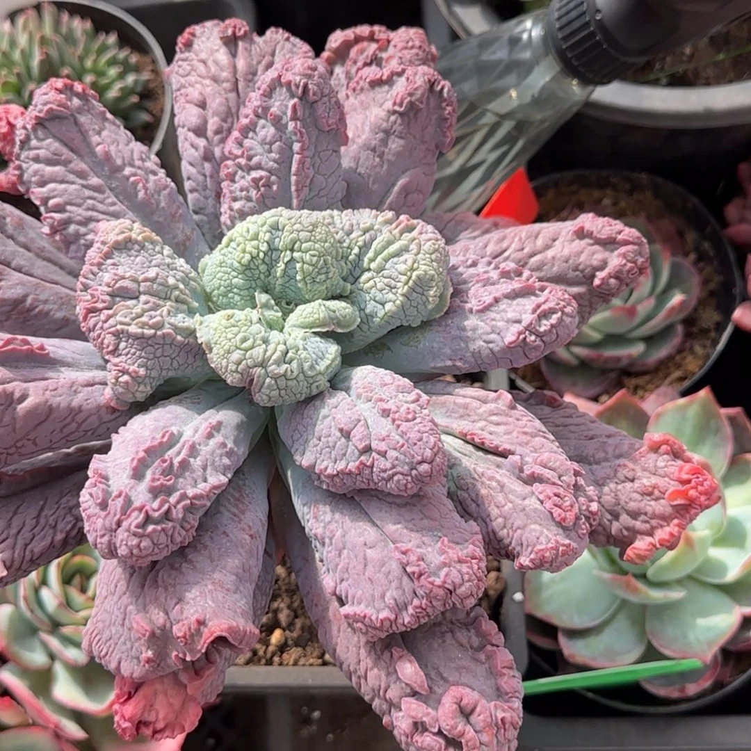 狂野男爵惊鸿一物一拍包装收缩花旱