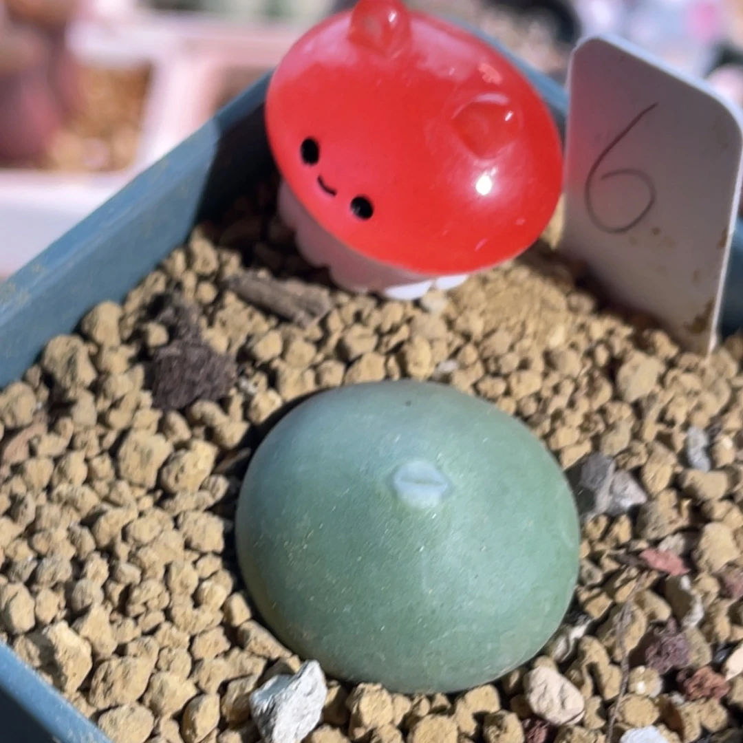 白花大g嘟嘟嘴植物一物一拍