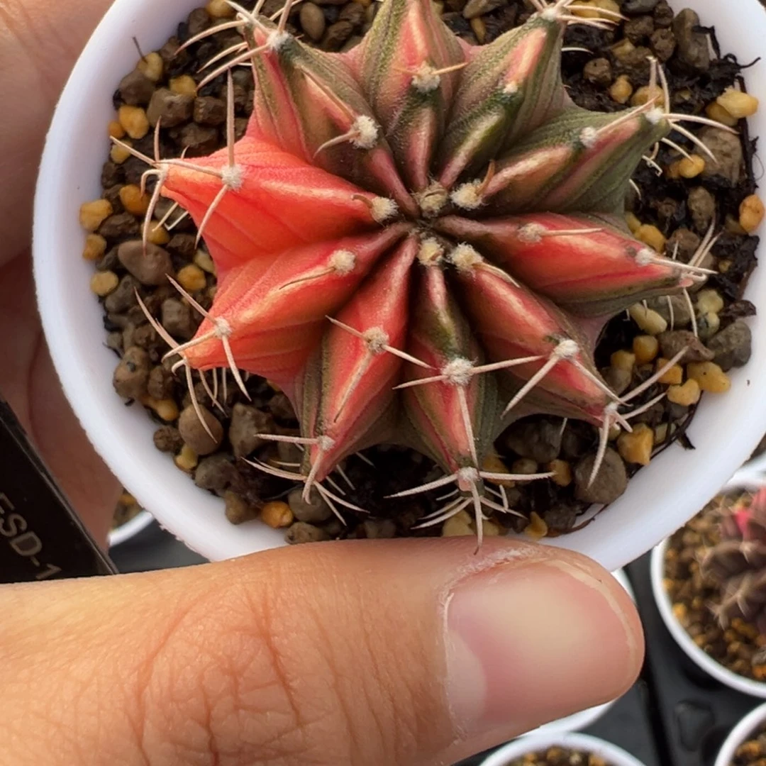 50 好看的米哈冲冲冲