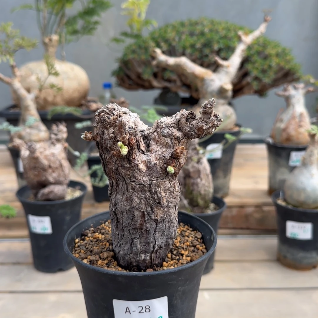 28枯木洋葵块根植物