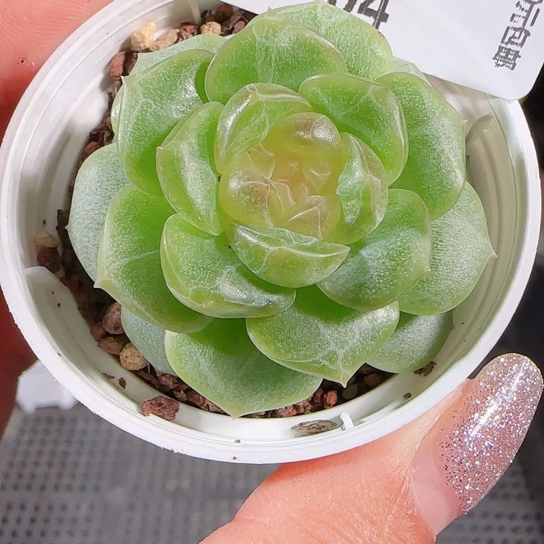 0712—--4无尽灯糖心珍妮