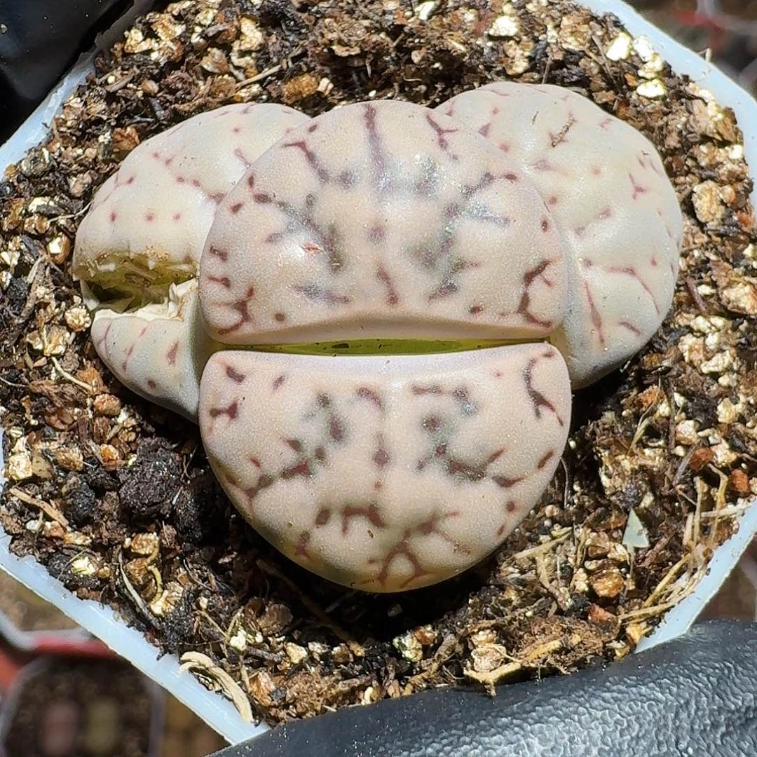 生石花等1111111。  130