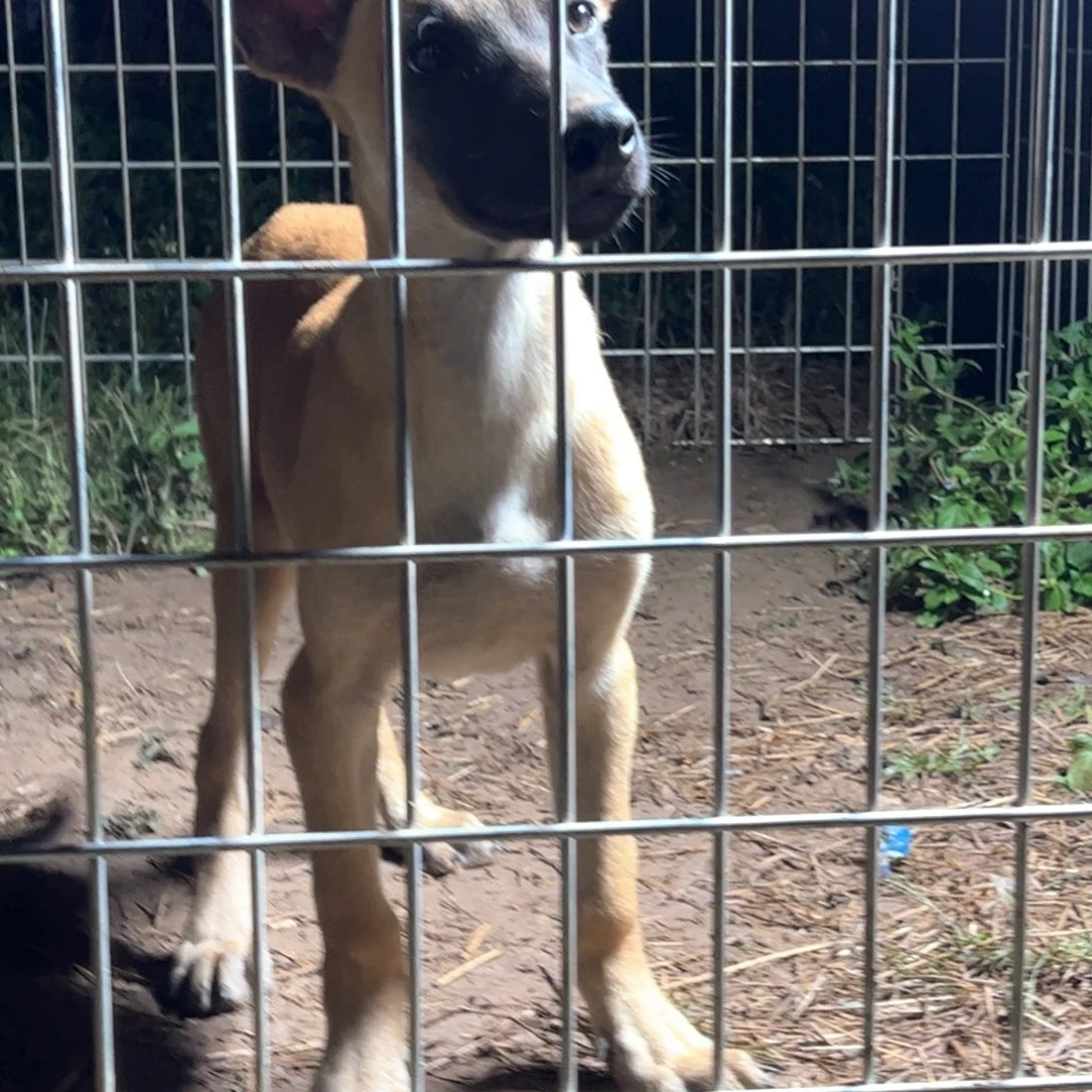 三个月贴身短毛马犬