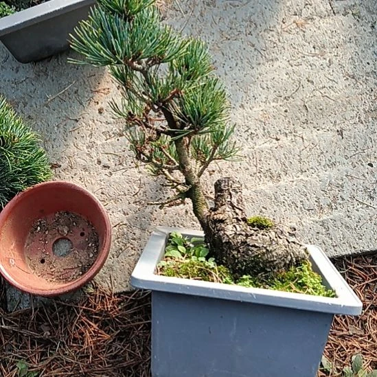 矮霸老桩盆景实物