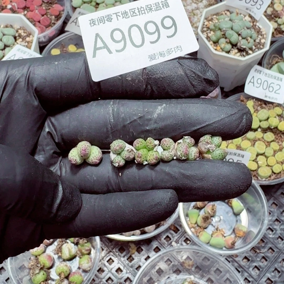 9099––零下地区需拍保温箱