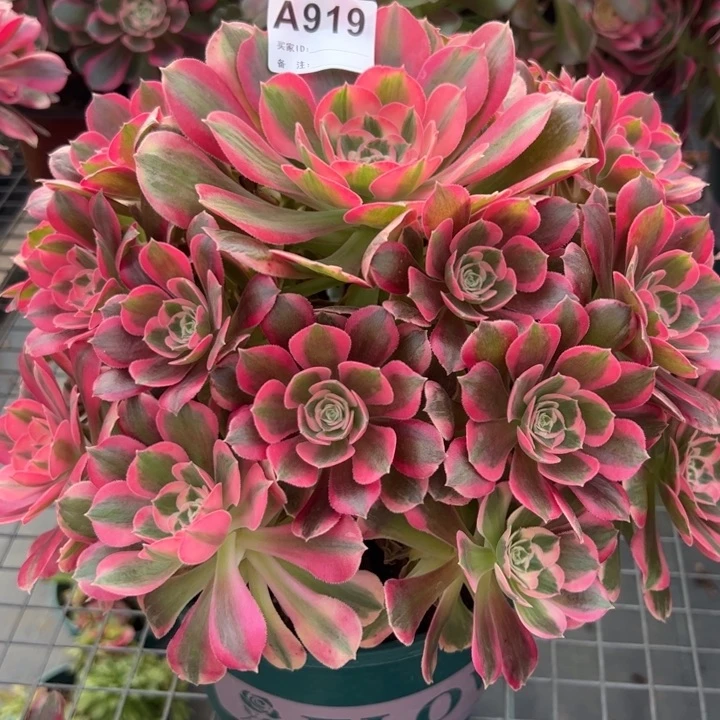 919妖月26厘米左右多肉