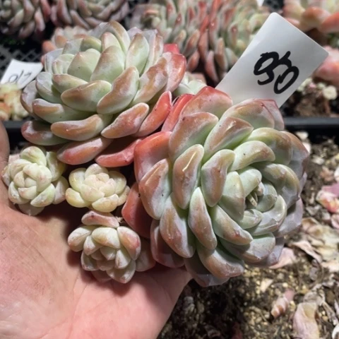 050冰玉老桩群生7头16厘米