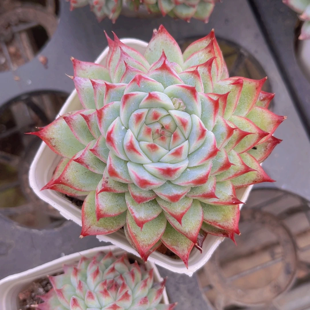 桃夭仙子8.5公分999999999