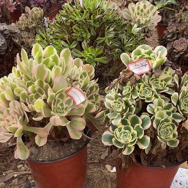 妖月迈吧多肉植物