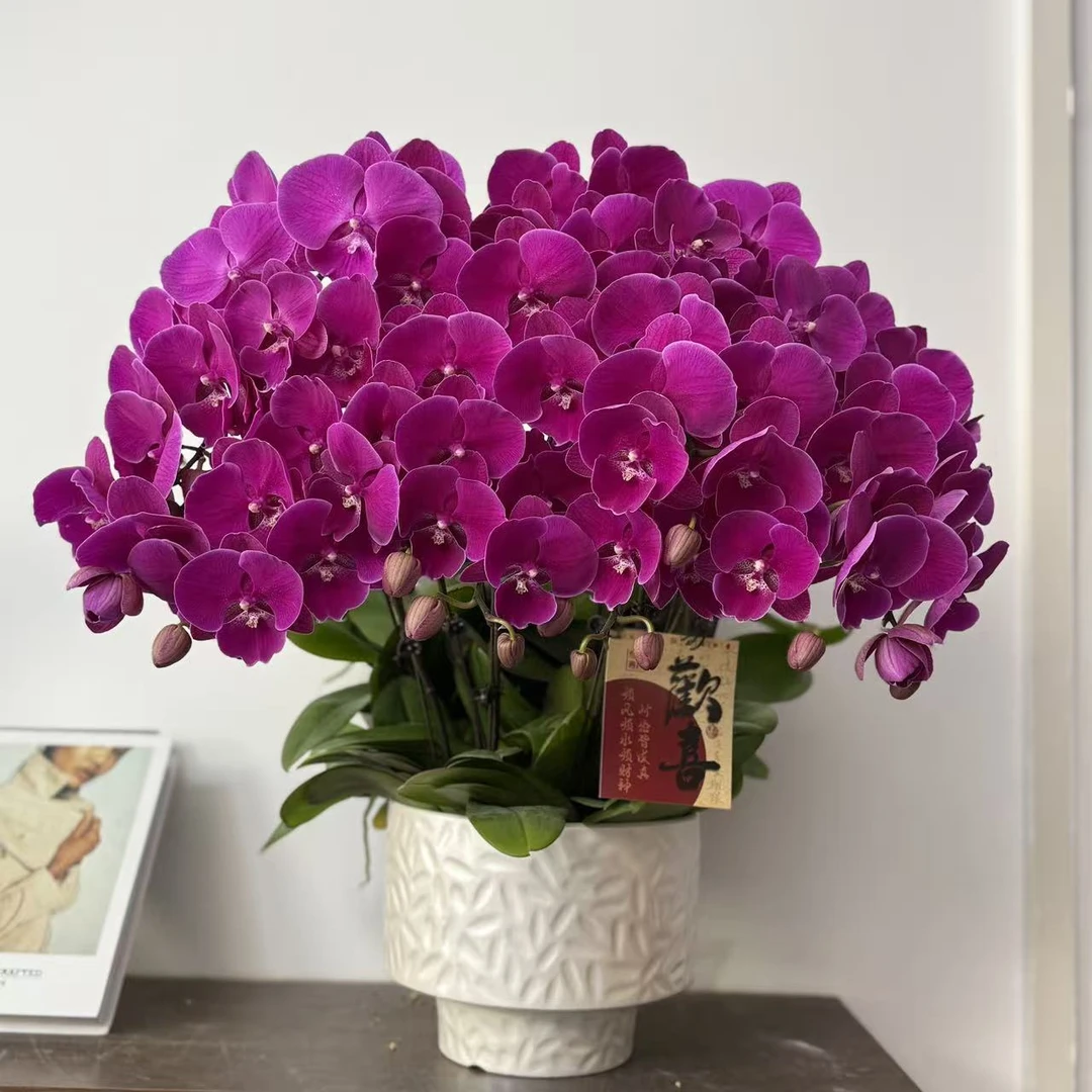 蝴蝶兰《红辣椒》紫红花色 高贵典雅 大气美观 室内花卉