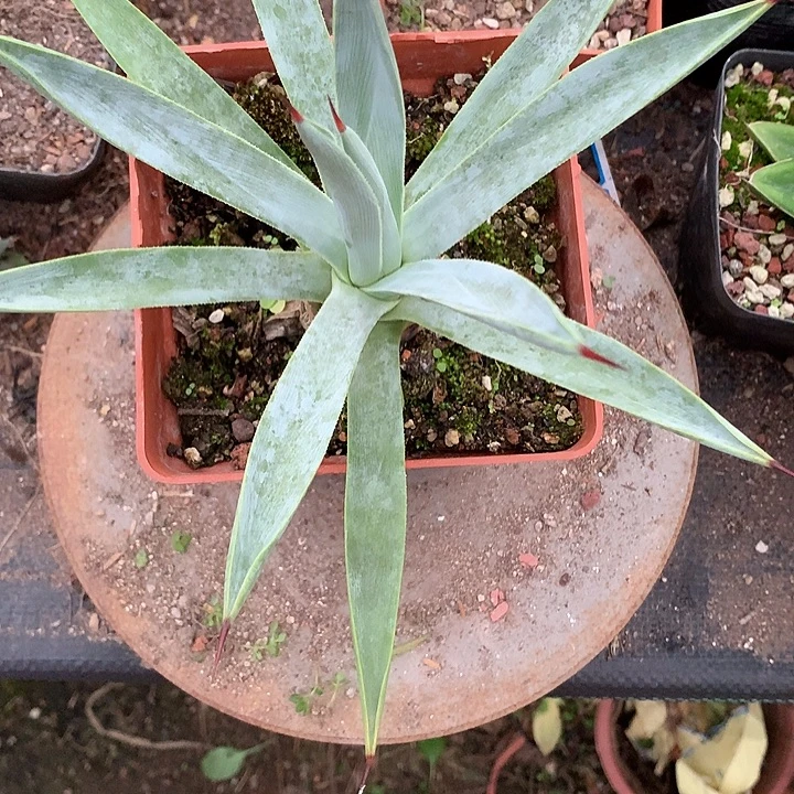 多肉植物龙舌兰科冥王