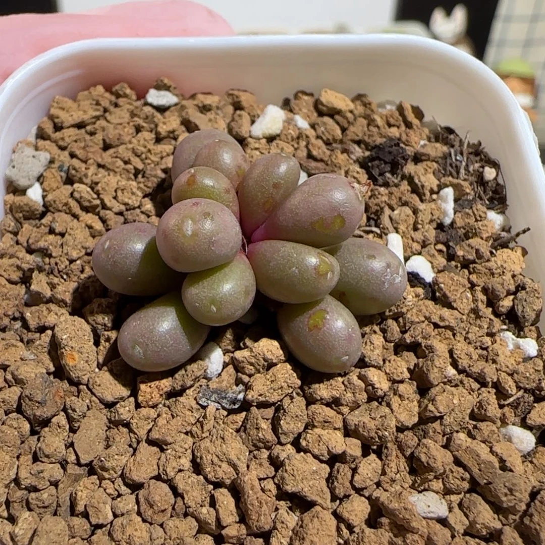 肉锥多肉植物组合-紫葡萄1273