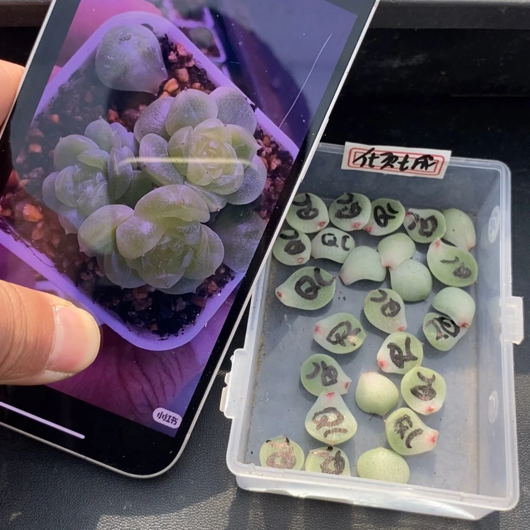 倾城珍妮叶片一个