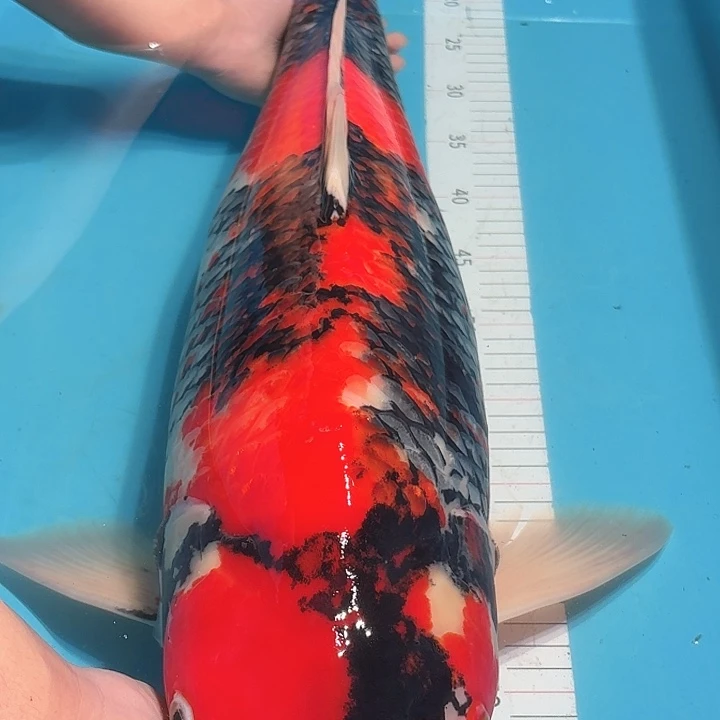 锦鲤大日昭和专拍