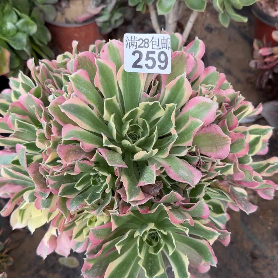 白凤多肉259满28包邮断枝不包