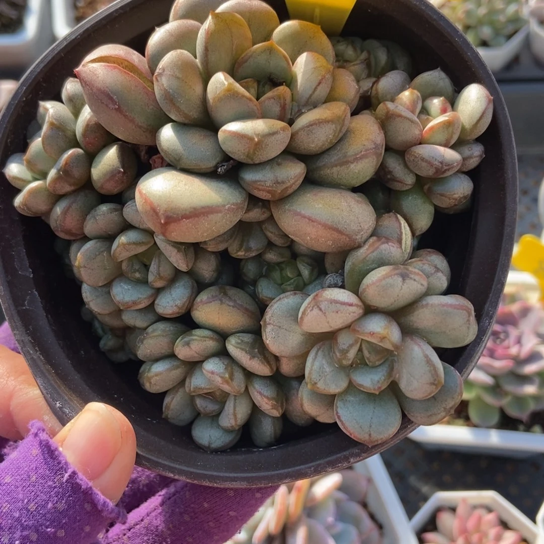 6096葡萄多肉植物多肉